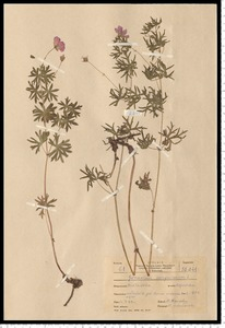 Geranium sanguineum L.