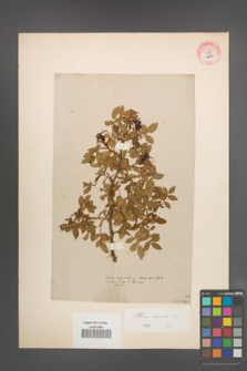 Rosa canina [KOR 54731]