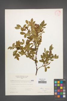 Rosa canina [KOR 6479]