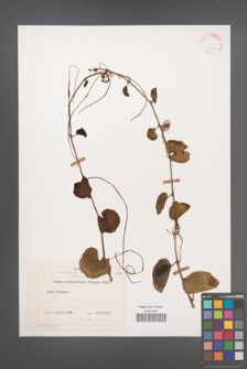 Cissus rotundifolia [KOR 25777]