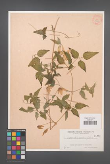 Clematis aethusifolia [KOR 1000]