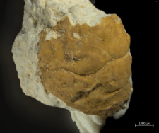 Tanidromites species