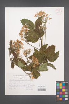 Clematis ×jouiniana [KOR 54824]