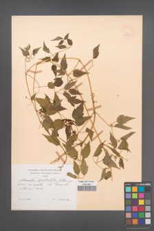 Clematis ligusticifolia [KOR 47464]