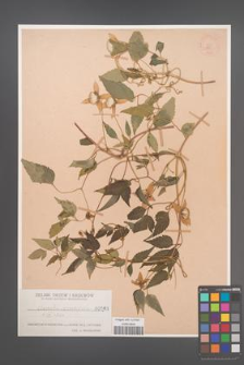 Clematis serratifolia [KOR 983]