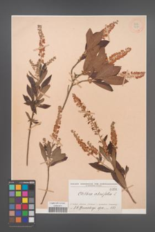 Clethra alnifolia [KOR 967]