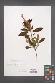 Clethra alnifolia [KOR 40400]
