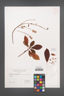 Clethra alnifolia [KOR 38750]