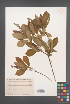Clethra alnifolia [KOR 969]