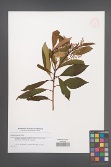 Clethra arborea [KOR 48747]