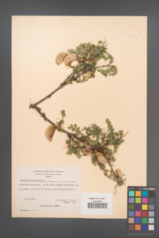 Colutea arborescens [KOR 21467]