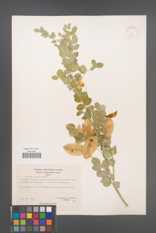 Colutea arborescens [KOR 21468]