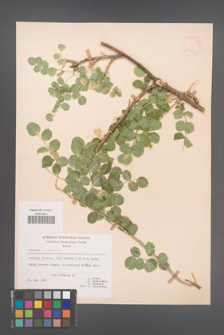 Colutea arborescens [KOR 21472]