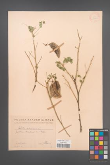Colutea arborescens [KOR 12821]