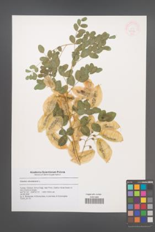 Colutea arborescens [KOR 47286]