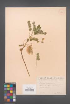 Colutea arborescens [KOR 12882]
