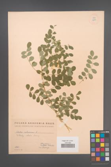 Colutea arborescens [KOR 12894]