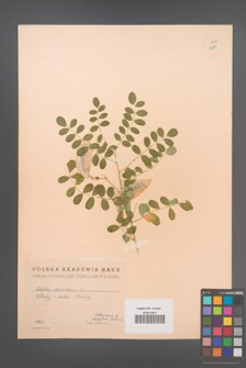 Colutea arborescens [KOR 12886]