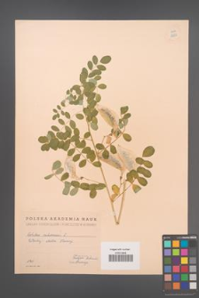 Colutea arborescens [KOR 12887]