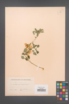 Colutea arborescens [KOR 12881]