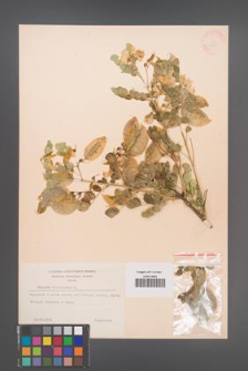 Colutea arborescens [KOR 12825]