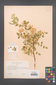 Colutea arborescens [KOR 12850]