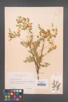 Colutea arborescens [KOR 12819]