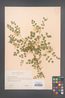Colutea arborescens [KOR 12824]