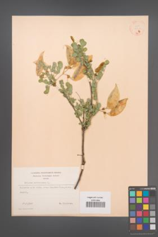 Colutea arborescens [KOR 12836]