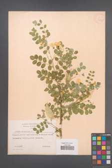 Colutea arborescens [KOR 12837]