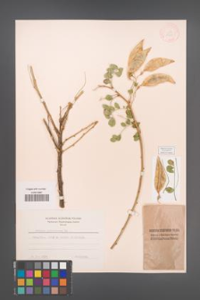 Colutea arborescens [KOR 12839]