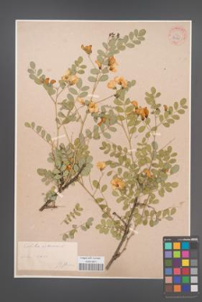 Colutea arborescens [KOR 34065]