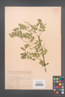 Colutea arborescens [KOR 34030]