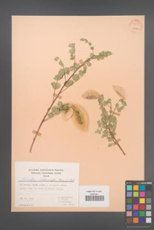Colutea melanocalyx [KOR 55295]