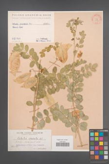 Colutea orientalis [KOR 956]