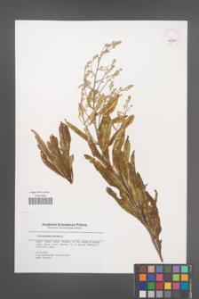 Convolvulus floridus [KOR 45384]