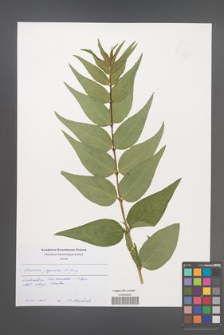 Coriaria japonica [KOR 49325]