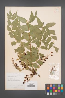 Coriaria japonica [KOR 34072]