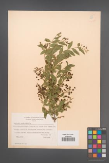 Coriaria myrtifolia [KOR 12923]