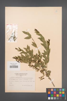 Coriaria myrtifolia [KOR 12924]