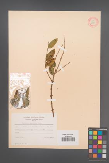 Coriaria nepalensis [KOR 12926]
