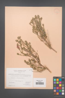 Coridothymus capitatus [KOR 21493]