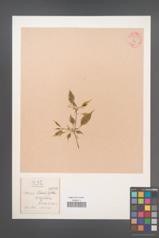 Cornus alternifolia [KOR 55290]