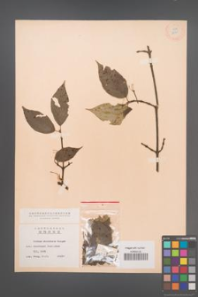 Cornus chinensis [KOR 12941]