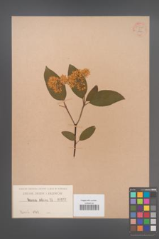 Cornus citrina [KOR 55288]