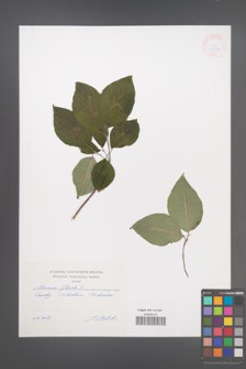 Cornus florida [KOR 47179]