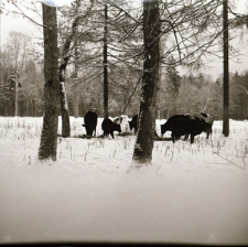 [Mieszańce w zagrodach(3)]