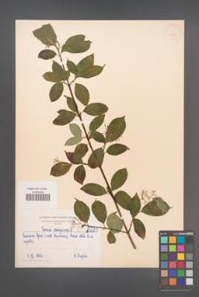 Cornus sanguinea [KOR 1223]