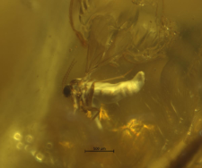 Cecidomyiidae