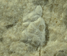 Gastrodorus species